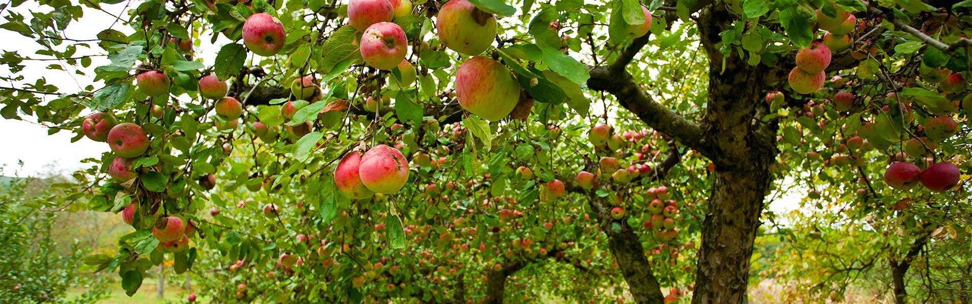 Apfelbaum mit Früchten