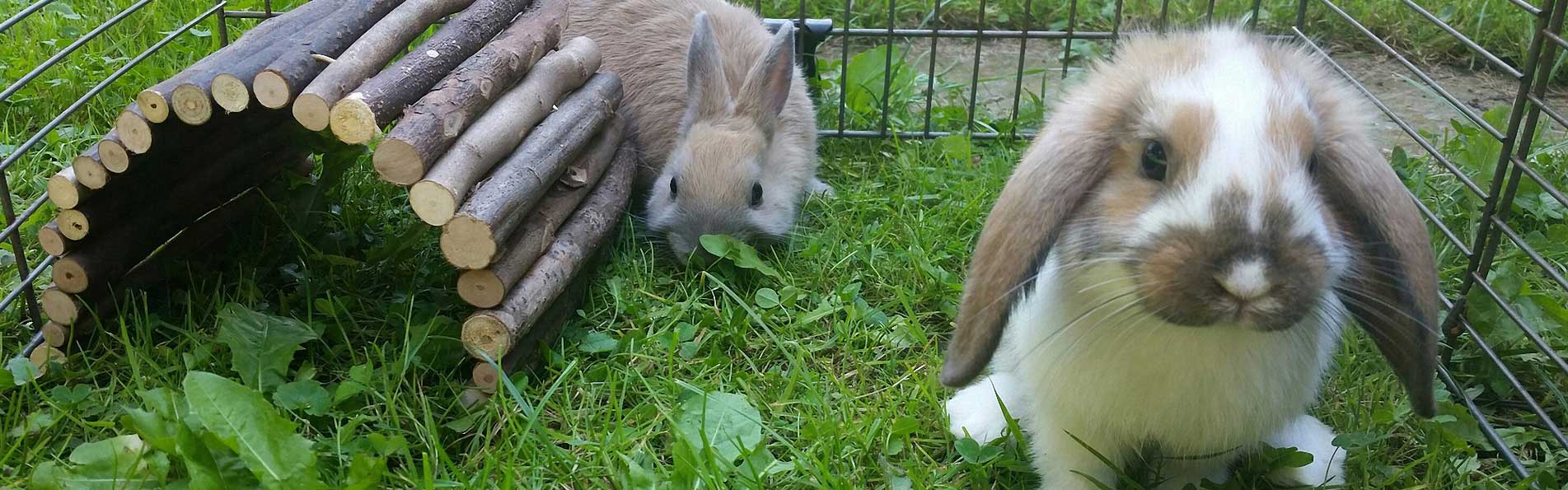 Kaninchen im Freigehege