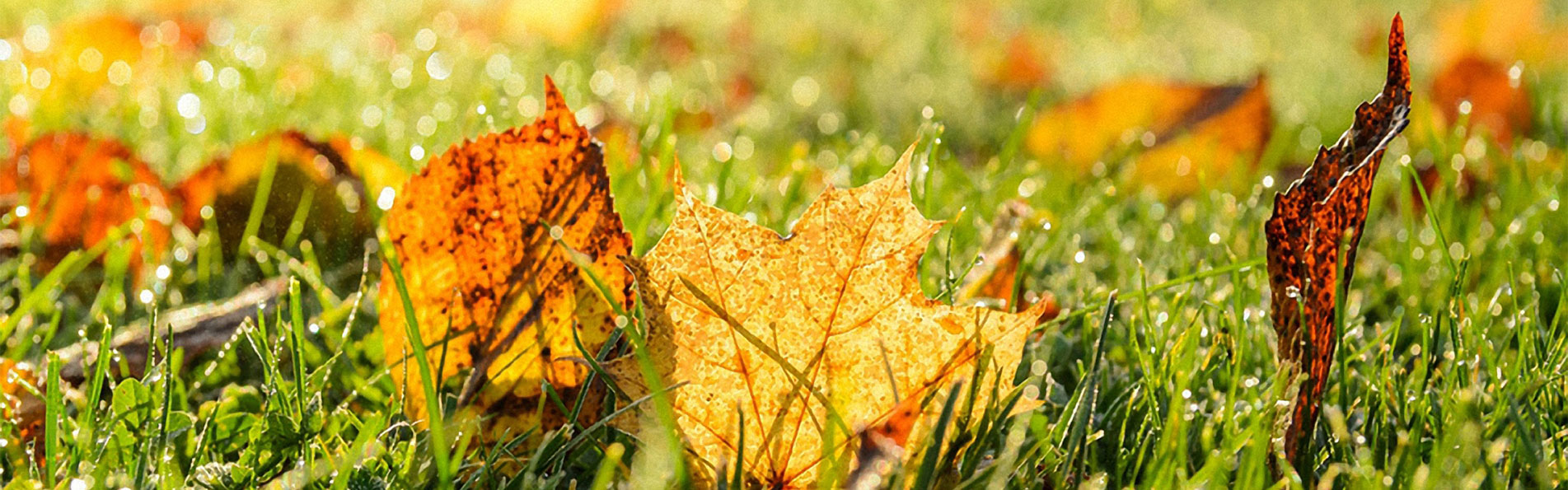 Rasen mit Herbstlaub